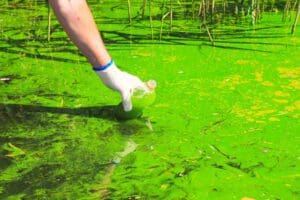 Harmful Algae Blooms and Animals | LabLynx LIMS