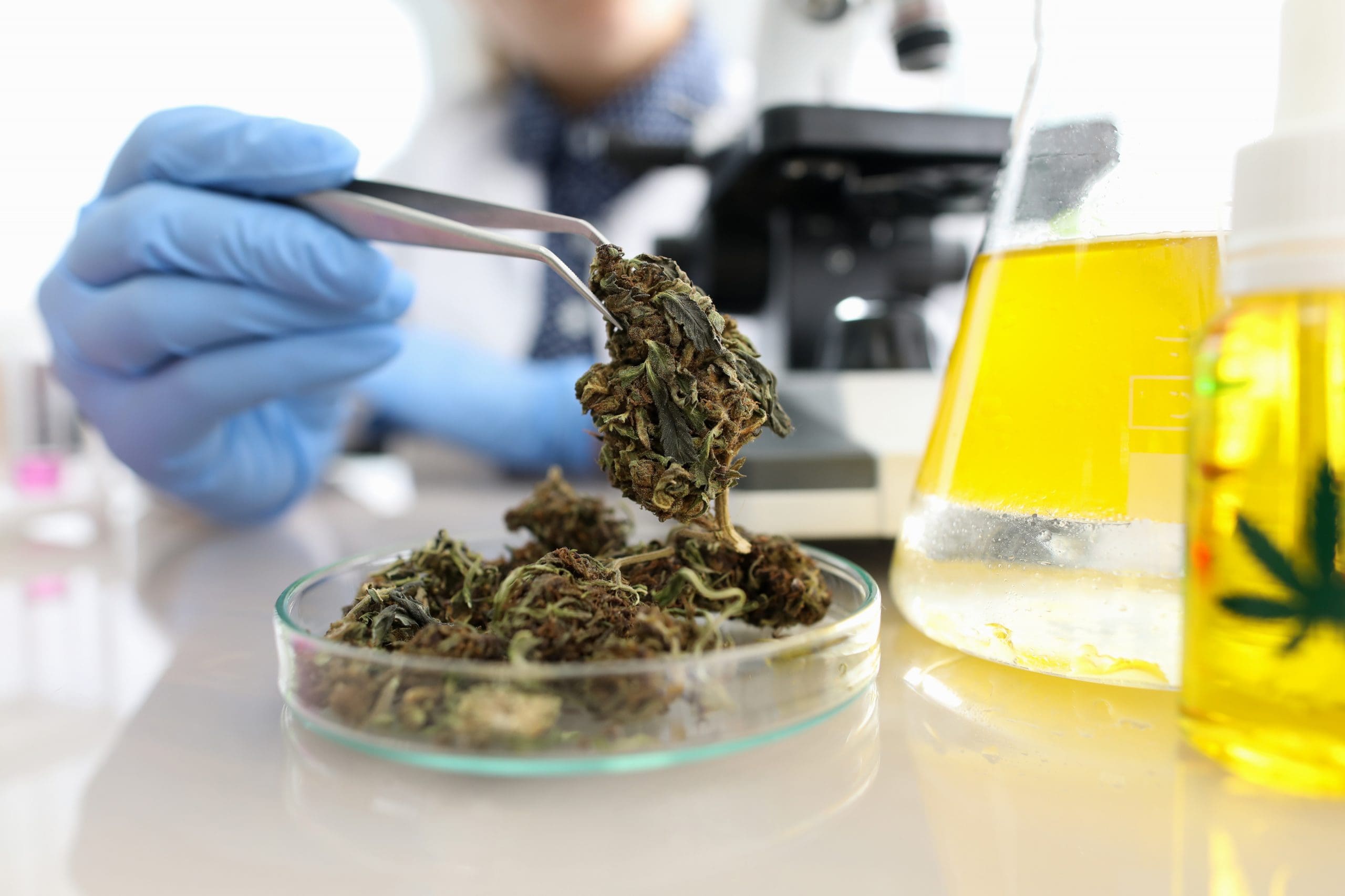 LIMS Software for the Cannabis Laboratory | LabLynx